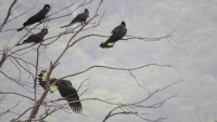 The Ornithon